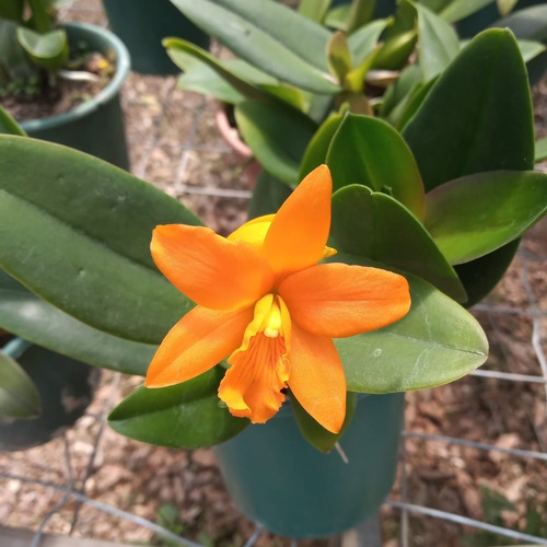 Mini Orquídea Cattleya Shiphong Amarela Laranja Coleção | MercadoLivre