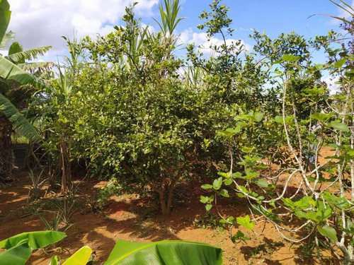 Imagem 2 de 15 de Terreno Parque São Martinho - Bitr00033