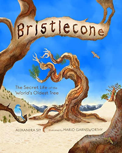 Bristlecone: The Secret Life Of The World's Oldest Tree (lib