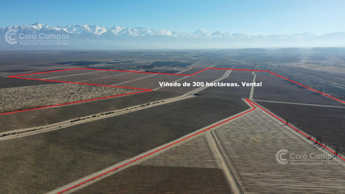 Se Vende Finca En Valle De Uco Mendoza. 300 Ha De Viñedo En Producción Unicas. Lo Mejor