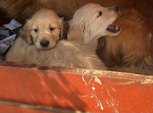 Cachorros Golden