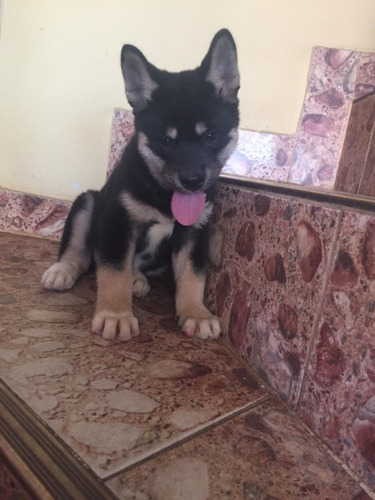 Akita Cachorro Mascotas Rionegro Medellín Bogota Cali