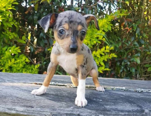 Perro Pinscher Black Try Merle Miniatura Cachorro 