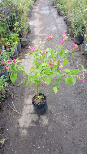 Salvia Roja 3lts