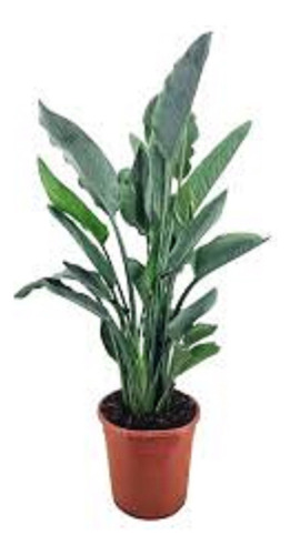 Strelitzia Reginai - Arbusto 40cm - 1 Planta En Maceta