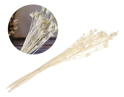 Ramo De Flores De Anisa De Estrellas Secas Naturales Centros