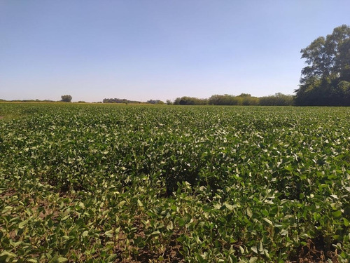 10 Hectareas Agricolas En San Andres De Giles A La Venta