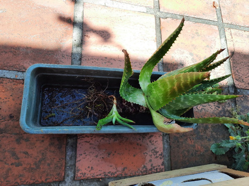Imagen 2 de 10 de Planta Aloe Vera Medicinal: Envio Gratis Solo Montevideo