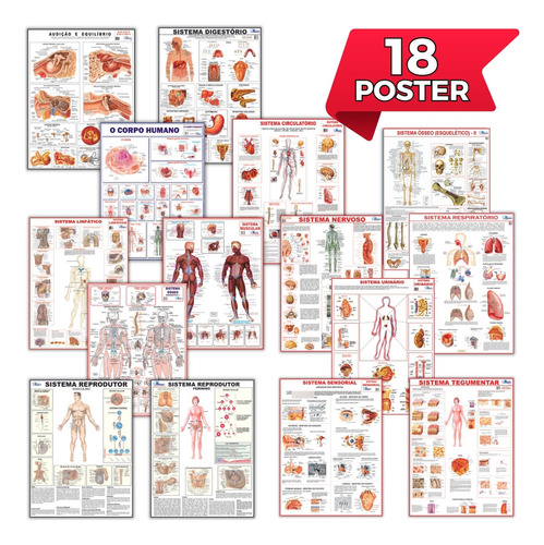 18 Mapa Anatomia Corpo Humano Sistema Muscular - Escolha!