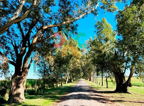 Imagen 6 de 25 de Venta / Oportunidad Imponente Chacra En Estancia San Pablo S. Miguel Del Monte