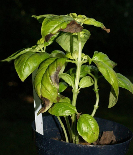 Imagen 5 de 5 de 100% Puro Neem/nim (aceite Y Hojas Secas)