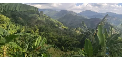 Se Vende Finca En Cordoba - Quindío