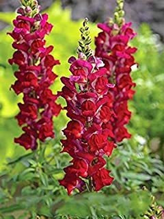 Seeds4planting Semillas Ruby Snapdragon Gigantes Flores Anua