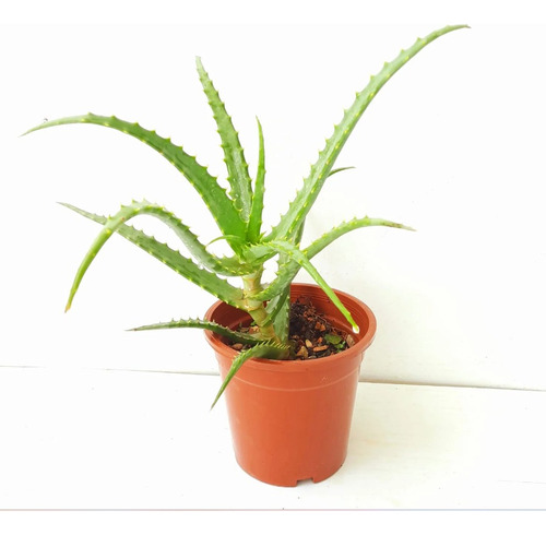 Kit: 03 Aloe Arborescens C/raiz 20cm A 30cm