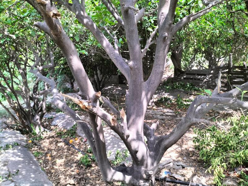 Terreno En Venta En Villa De Guadalupe, Lerdo, Durango