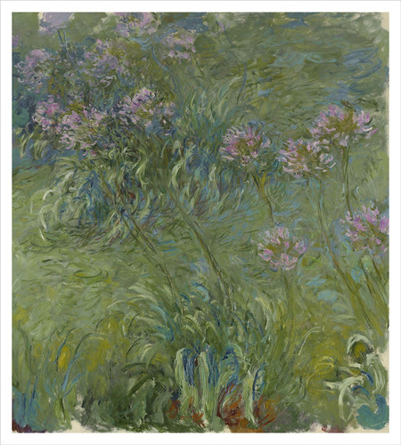 Lamina Fine Art Agapanthus Claud Monet  80x88 Myc