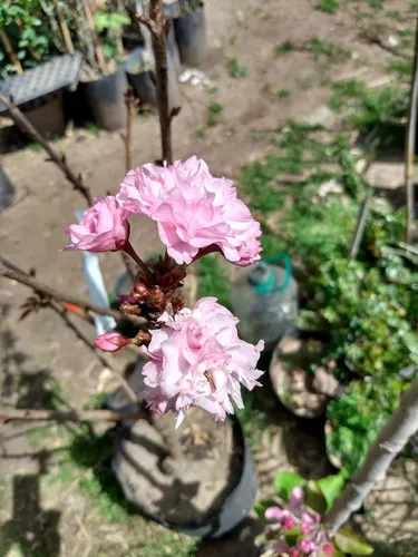 Sakura (cerezo De Flor Japones) 