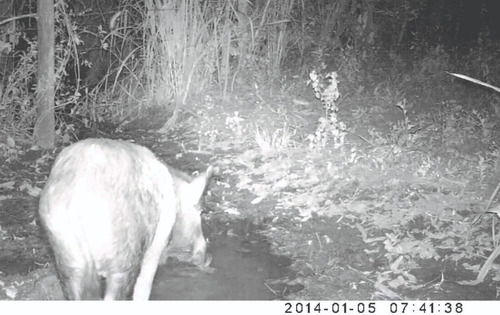 Câmera De Trilha Visão Noturna Para Observação Animal