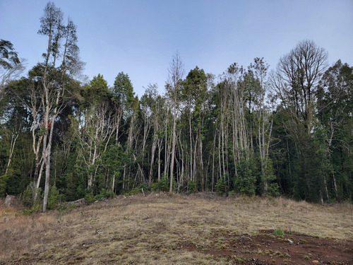 Espectacular Parcela Con Bosque En Condominio Las Tranqueras
