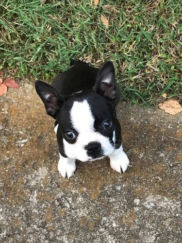 Cachorro Boston Terrier Puppy Boston Perrito Cali Medellin