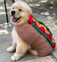 Comprar Bebés Golden Puros 100% Criadero Golden Retriever Argentina