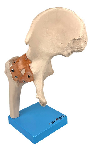 Articulação Do Quadril Com Ligamentos