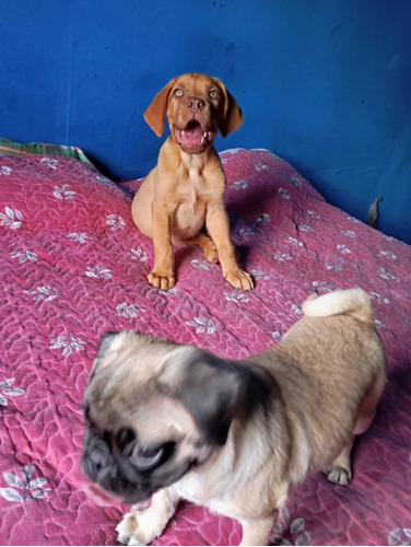 Dogo De Burdeo Y Pug Carlino 