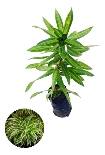 Muda De Drascena Pleomele