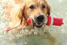 Imagen 3 de 5 de Rogz Juguete Para Perros Flotante Large