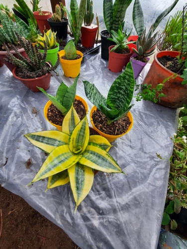 Espada De San Jorge O Sansevieria Enana, Variedad De Colores