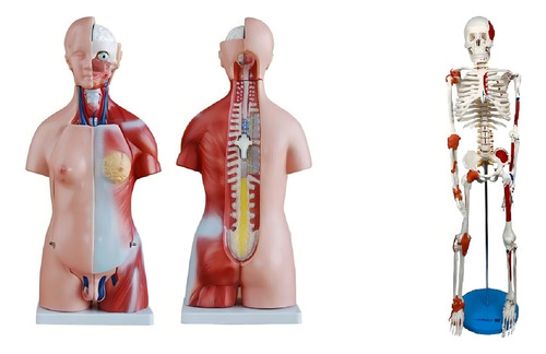 Torso Bissexual De 45 Cm + Esqueleto De 85 Cm Com Ligamentos