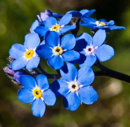 Sobre Para Sembrar 50 Plantas Myosotis O No Me Olvides Azul en venta en  Florida Florida por sólo $   Uruguay