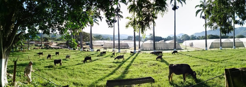 Imagen 11 de 20 de Finca En Carabobo Bejuma Aa