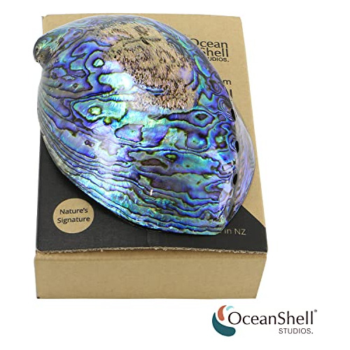 Ocean Shell Studios Concha De Abulón Pulida Caja De Re...