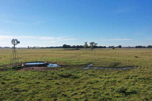 Imagen 3 de 9 de Campo De 77 Has En Venta En Uribelarrea, Cañuelas