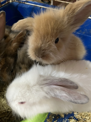 Conejos De Dos Meses