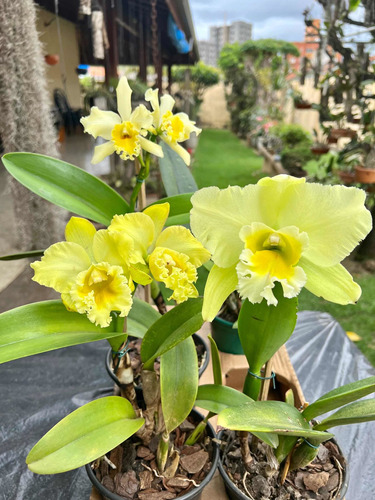 Orquídea Adulta Cattleya Com Flor Para Presente Poucas Mudas | MercadoLivre
