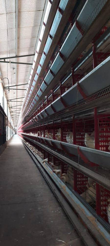 Imagen 16 de 22 de Granja Modelo Productora Huevos Venta Automatizada Baradero, Campo 4hts