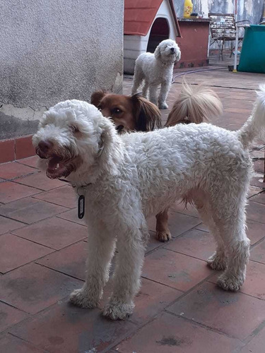 Imagen 10 de 10 de Guardería Y Pensión Canina El Perrito Rojo