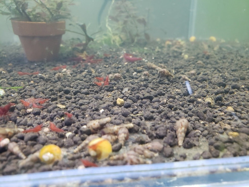 Camarao Neocaridina Blood Mary 10 Unidades