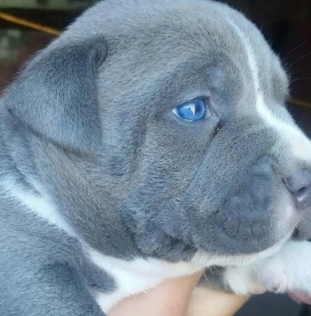 Gorditos Y Bonitos Cachorros Pitbull Blue Ojos Azules | Mercado Libre