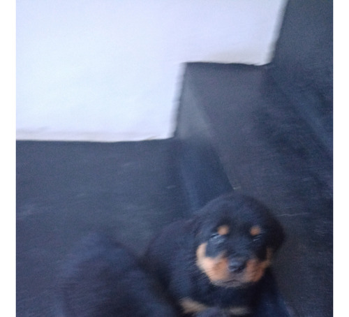 Rottweiler Cachorros Puros Listos Para Entregar