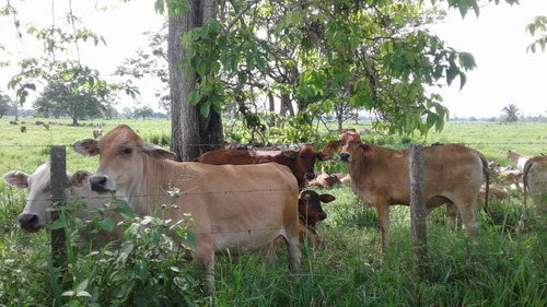 Imagen 7 de 9 de Finca En Sector Madre Vieja, Barinas
