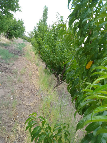 Finca En Producción Con Casa
