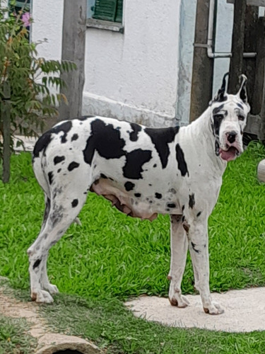 Cachorros Gran Danes 100% Europeos Con Pedigree Unicos 