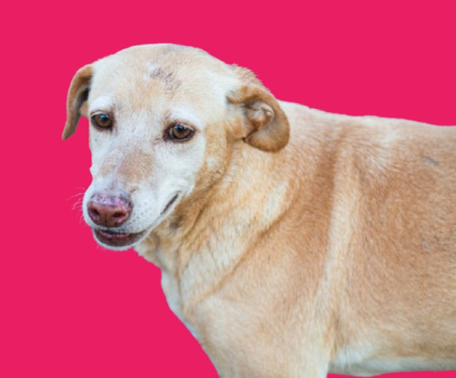 Norita, Mas Bien Pequeña , Ideal Depto, Hiper Amorosa, Adopc