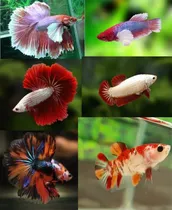 Comprar Peixe Betta De Linhagem 3 Casais Dumbo, Koi, Red Dragon Branco