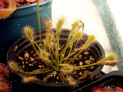 Plantas Carnívoras Semillas De Drosera (20 Piezas)