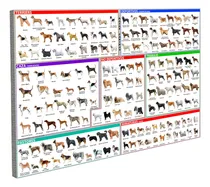 Comprar Cuadro Razas De Perros \u002F Caninas Categorías Listo P\u002F Colgar