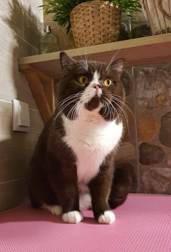 Filhotes De Gatos British Shorthair - Cor Bicolor Chocolate
